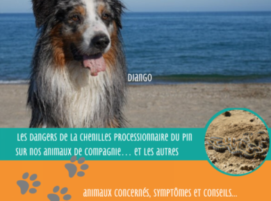 Les dangers de la chenille processionnaire du pin sur nos Animaux