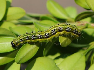 La Pyrale Du Buis ! Savoir identifier l’insecte, son cycle de vie, les dégâts qu’il cause… pour bien mettre en place les méthodes de lutte.