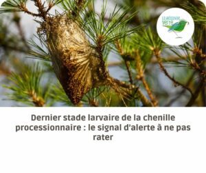 dernier stade larvaire chenille processionnaire