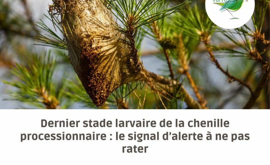 dernier stade larvaire chenille processionnaire