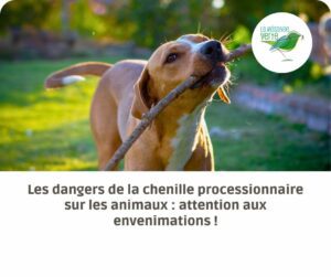 chenille processionnaire danger animaux