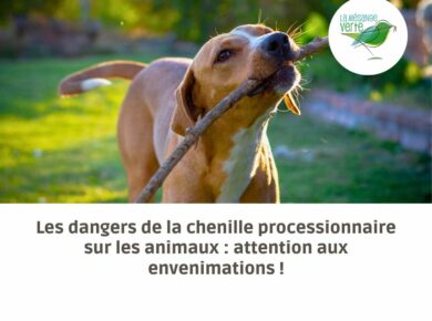 Les dangers de la chenille processionnaire sur les animaux : attention aux envenimations !