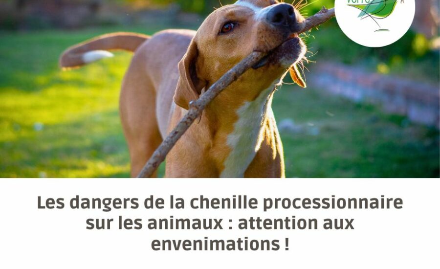 chenille processionnaire danger animaux