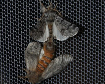 Pic des vols de papillons de chenilles processionnaires