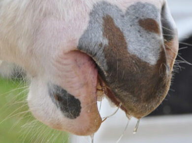 Le cheval et la chenille processionnaire : attention danger !