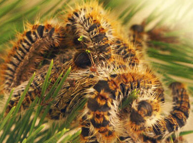 Alerte aux pesticides !