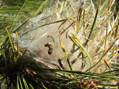 Le nid d’hiver de la chenille processionnaire : un bon indicateur