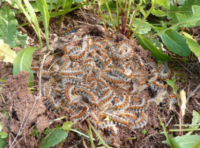 Chenille processionnaire et changement climatique