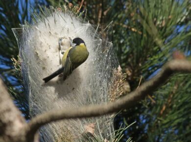 La mésange : redoutable prédatrice de la chenille processionnaire