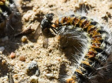 Un jardin sans pesticides : idéal contre la processionnaire