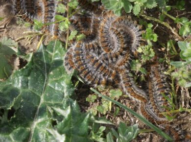 La chenille processionnaire, une inexorable progression