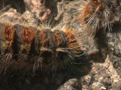 La Lozère s’engage dans la lutte contre la chenille processionnaire !