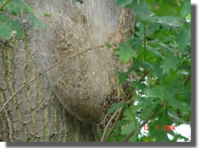 Vosges: invasion massive de chenilles processionnaires du chêne, quelques bons conseils pour s’en protéger