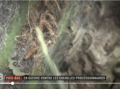 Pays-Bas : l’invasion de chenilles urticantes déclenche une alerte sanitaire