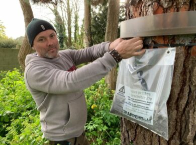 Saint Brieu envahi par la processionnaire
