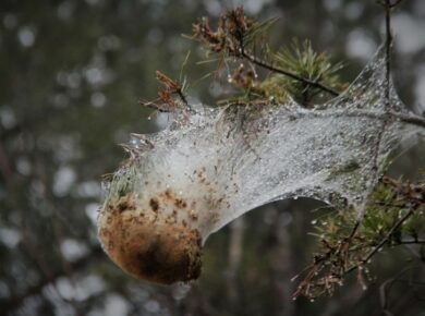 Aveyron. Les chenilles processionnaires sont prêtes à envahir les causses, la lutte s’organise