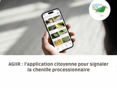 AGIIR : l’application citoyenne pour signaler la chenille processionnaire