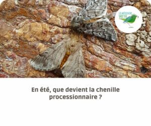 chenille processionnaire été