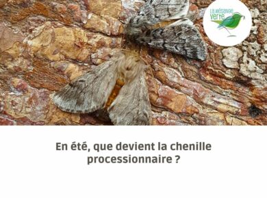 En été, que devient la chenille processionnaire ?