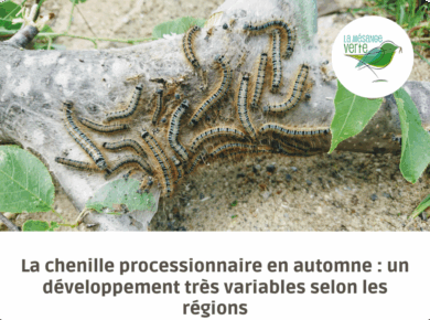 chenille processionnaire en automne
