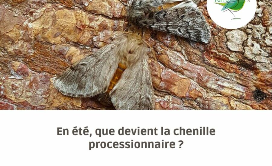 chenille processionnaire été