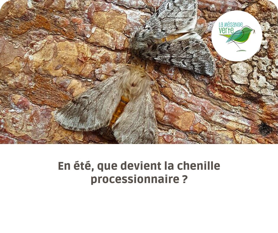 chenille processionnaire été