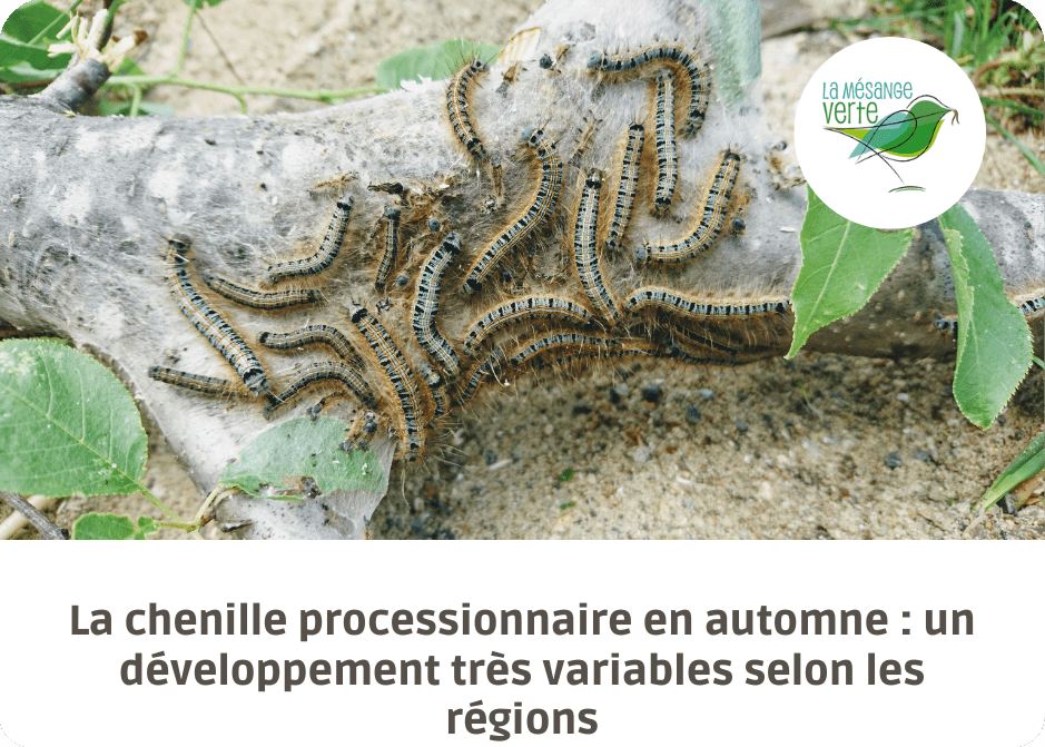 chenille processionnaire en automne