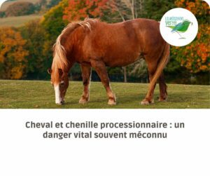 cheval et chenilles processionnaires