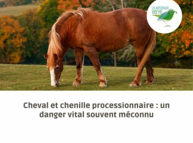 Cheval et chenilles processionnaires : un danger vital souvent méconnu