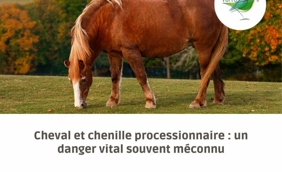 cheval et chenilles processionnaires