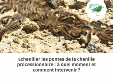 Écheniller les pontes de la chenille processionnaire : à quel moment et comment intervenir ?