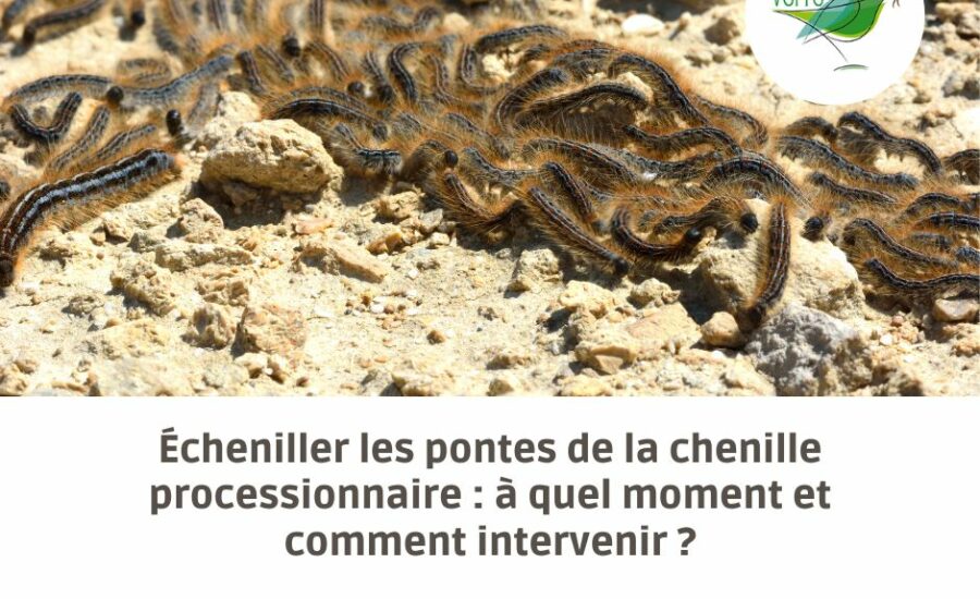 écheniller