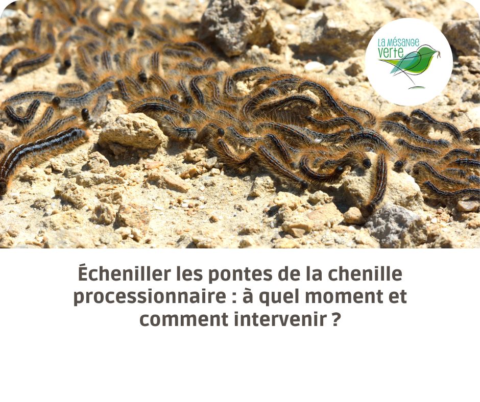 écheniller
