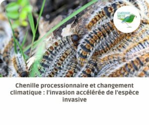 changement climatique chenille processionnaire