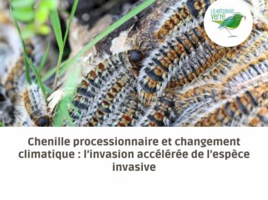 Chenille processionnaire et changement climatique : une expansion inquiétante