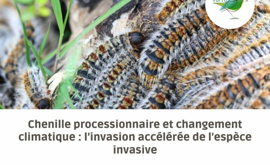 changement climatique chenille processionnaire