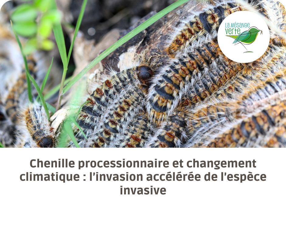 changement climatique chenille processionnaire