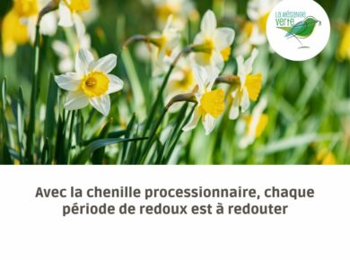 Avec la chenille processionnaire, chaque période de redoux est à redouter