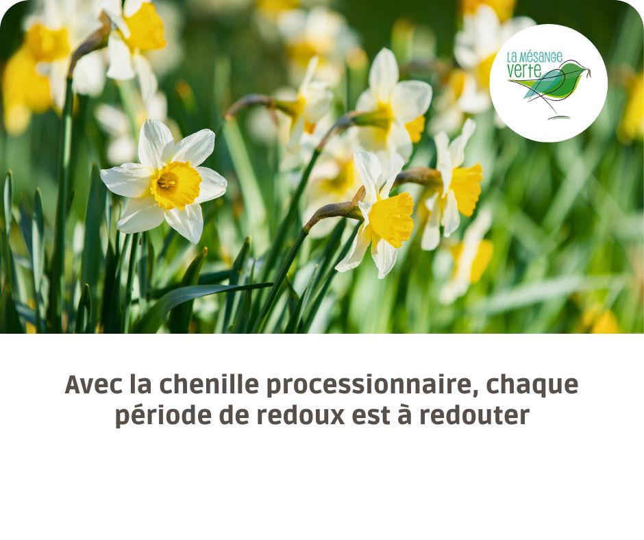 redoux