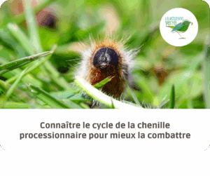 cycle de vie chenille processionnaire