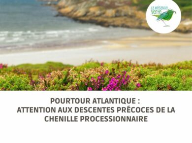 Pourtour atlantique : attention aux descentes précoces de la chenille processionnaire