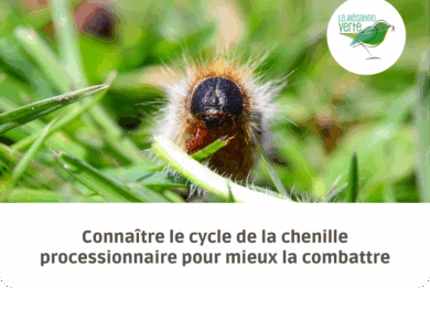  cycle de vie chenille processionnaire