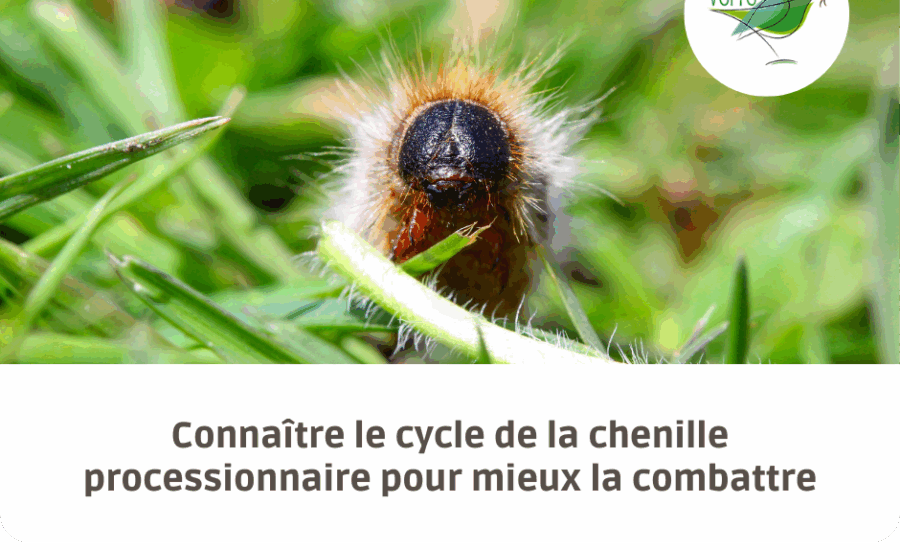 cycle de vie chenille processionnaire
