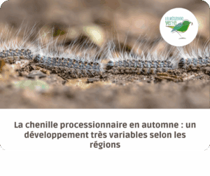 chenille processionnaire automne