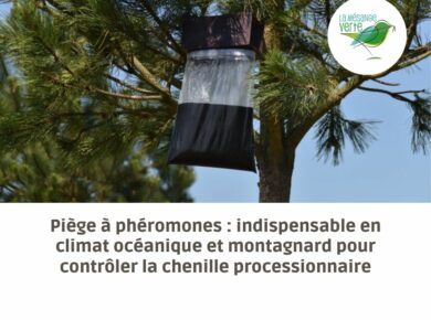 Piège à phéromones : indispensable en climat océanique et montagnard pour contrôler la chenille processionnaire