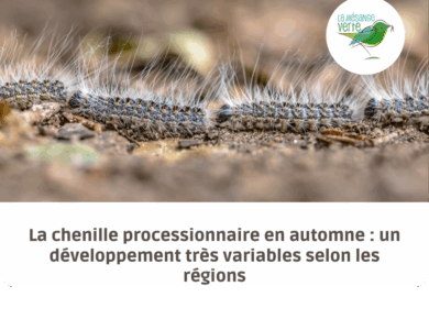 chenille processionnaire automne