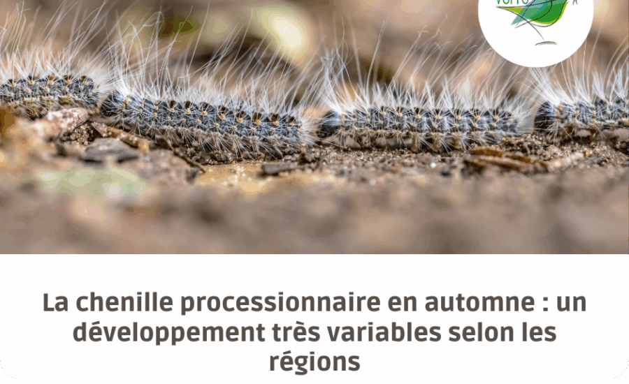 chenille processionnaire automne