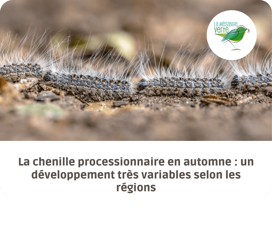 chenille processionnaire automne