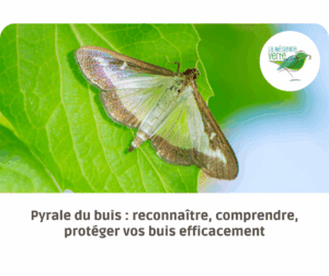 pyrale du buis