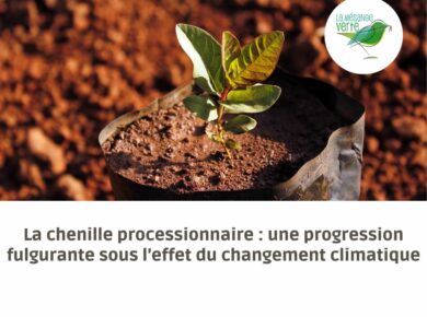 La chenille processionnaire : une progression fulgurante sous l’effet du changement climatique